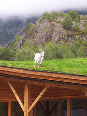 Goat on the Roof by bods